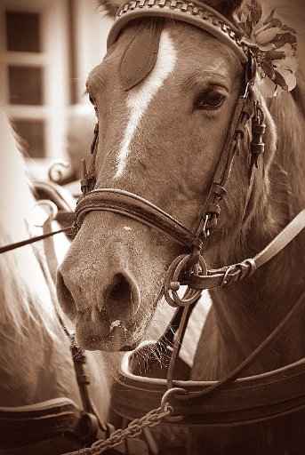 DSC 0031 b web